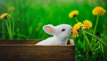 九游游戏-土耳其对决北爱尔兰，欧洲杯资格演绎神奇一幕，土耳其胜负